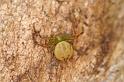 Diaea_pilula_D5537_D_89_Lake Broadwater_Australie